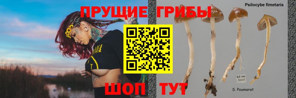 Псилоцибиновые грибы GOLDEN TEACHER Лысьва